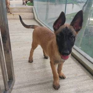 laekenois puppies for sale